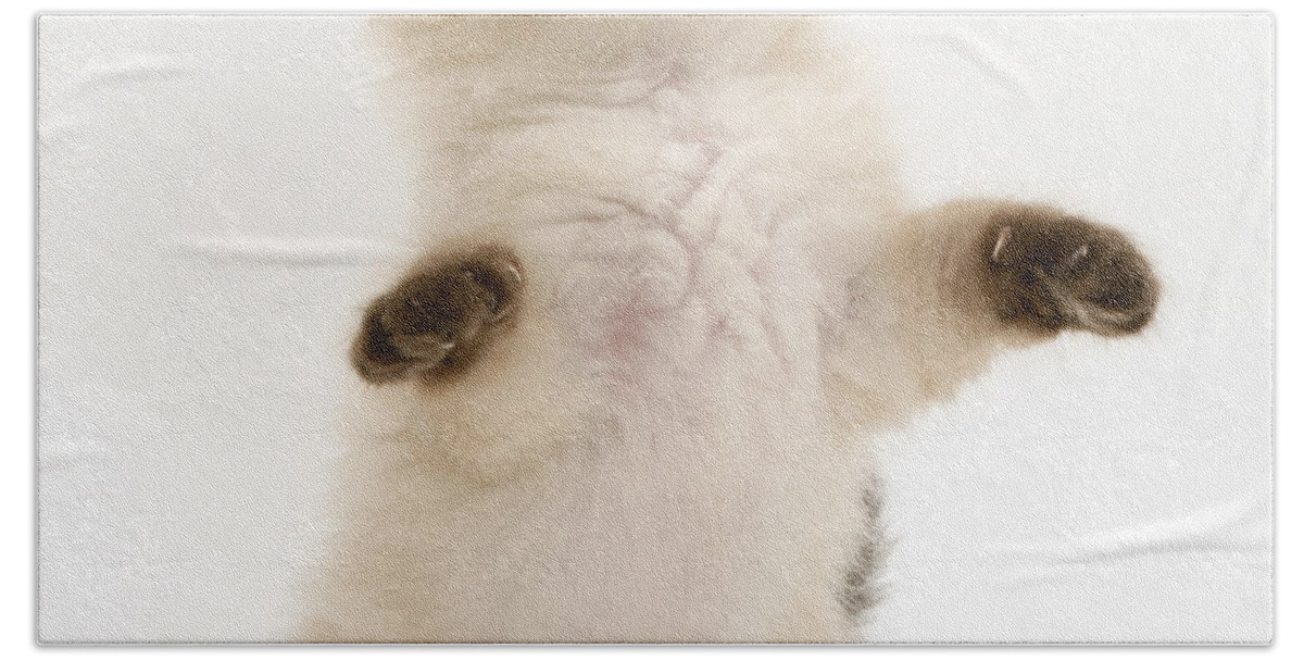 Domestic Bath Towel featuring the photograph Birman-cross Kitten #6 by Jane Burton