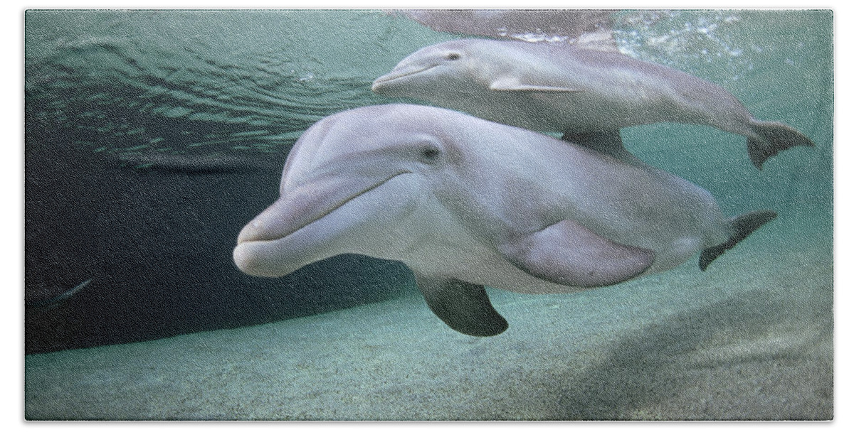 00087616 Bath Towel featuring the photograph Bottlenose Dolphin Underwater Pair #4 by Flip Nicklin