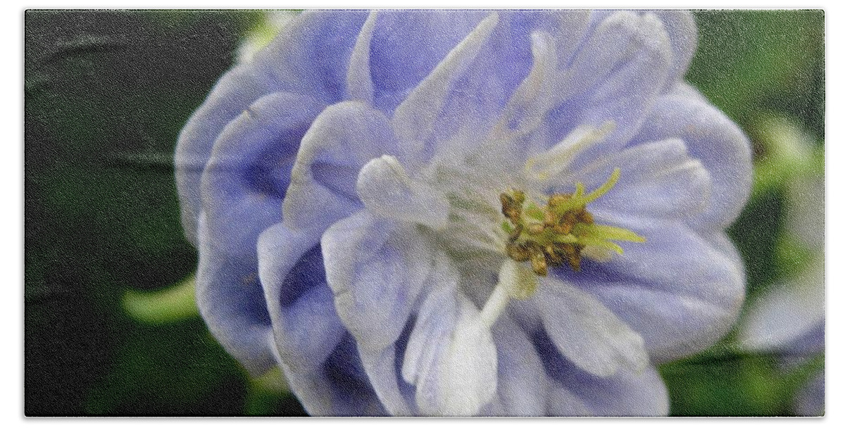 Double Columbine Bath Sheet featuring the photograph Double Columbine named Light Blue #4 by J McCombie
