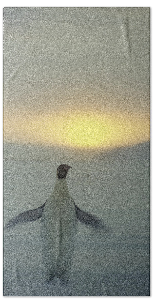 Mp Hand Towel featuring the photograph Emperor Penguin Aptenodytes Forsteri #4 by Pete Oxford