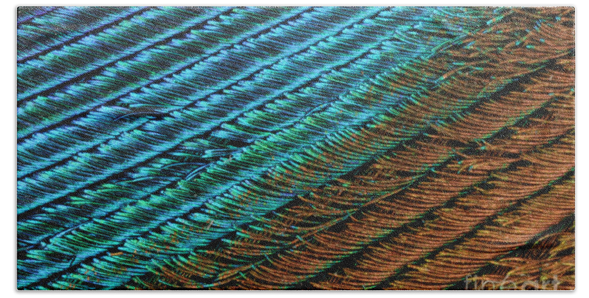 Peacock Feather Hand Towel featuring the photograph Peacock Feather #4 by Ted Kinsman