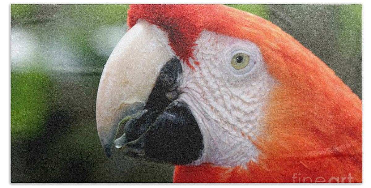 Red Hand Towel featuring the photograph Scarlet Macaw #4 by Henrik Lehnerer
