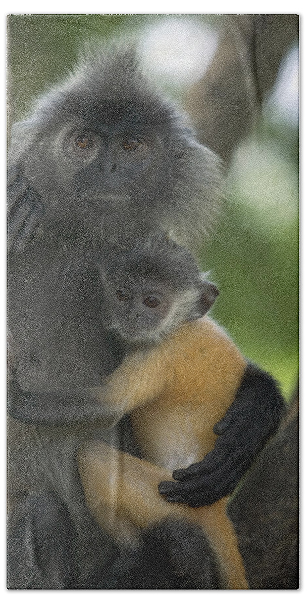 Mp Hand Towel featuring the photograph Silvered Leaf Monkey Trachypithecus #4 by Cyril Ruoso