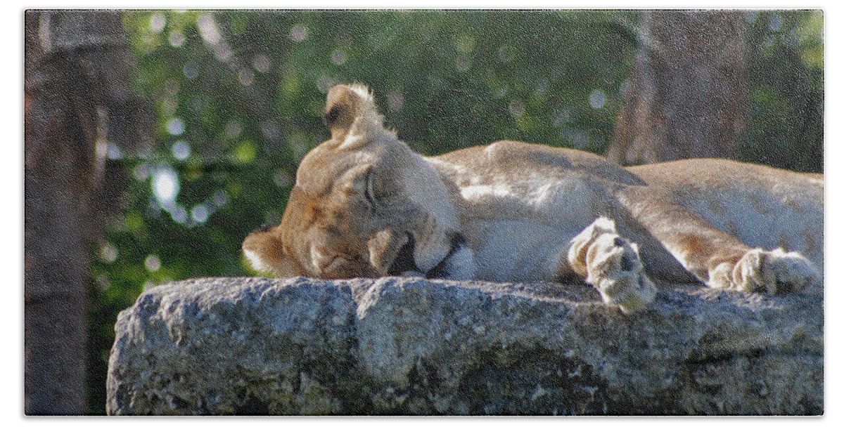 Lioness Bath Towel featuring the photograph 46- Sweet Dreams by Joseph Keane