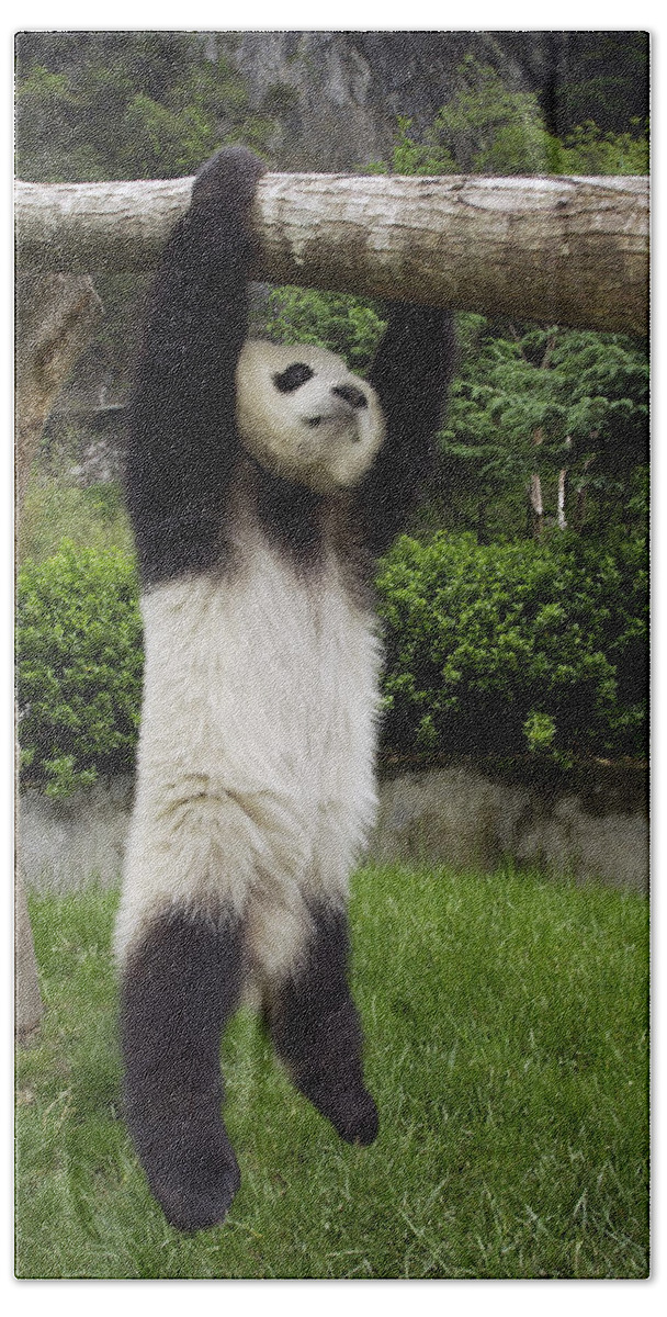 Mp Bath Towel featuring the photograph Giant Panda Ailuropoda Melanoleuca #5 by Katherine Feng