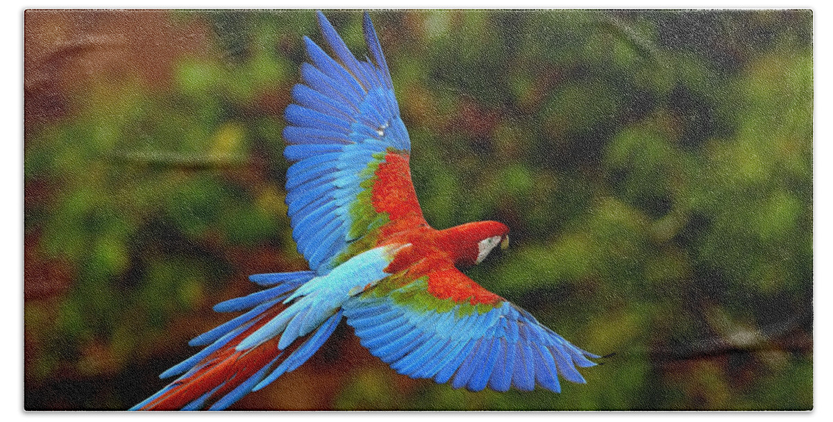 Mp Bath Towel featuring the photograph Red And Green Macaw Ara Chloroptera #5 by Pete Oxford