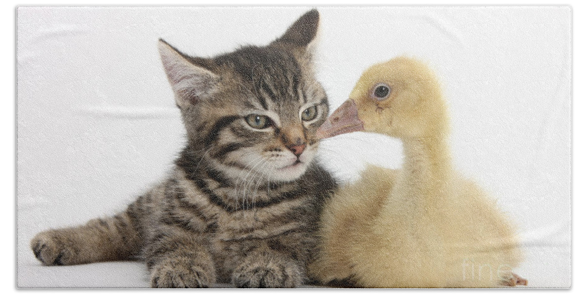 Nature Bath Towel featuring the photograph Tabby Kitten With Yellow Gosling #5 by Mark Taylor