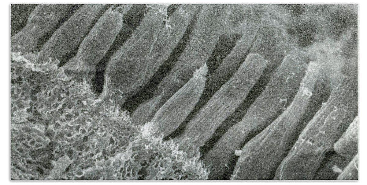 Scanning Electron Micrograph Hand Towel featuring the photograph Rods And Cones In Retina #6 by Omikron