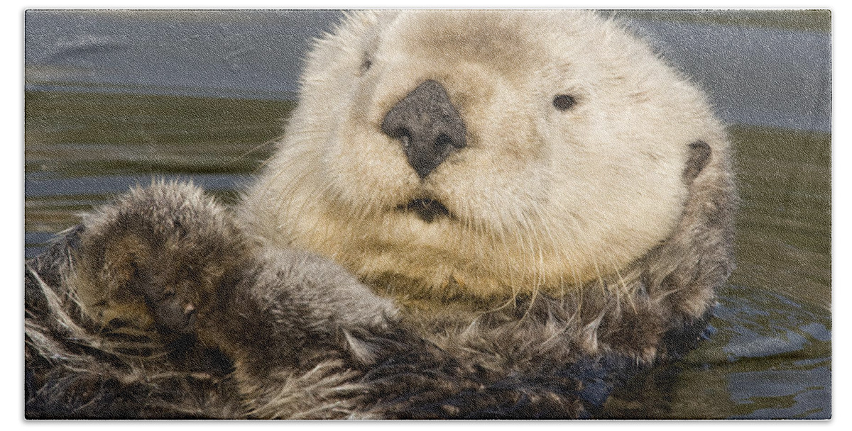 00429684 Bath Towel featuring the photograph Sea Otter Elkhorn Slough Monterey Bay #6 by Sebastian Kennerknecht