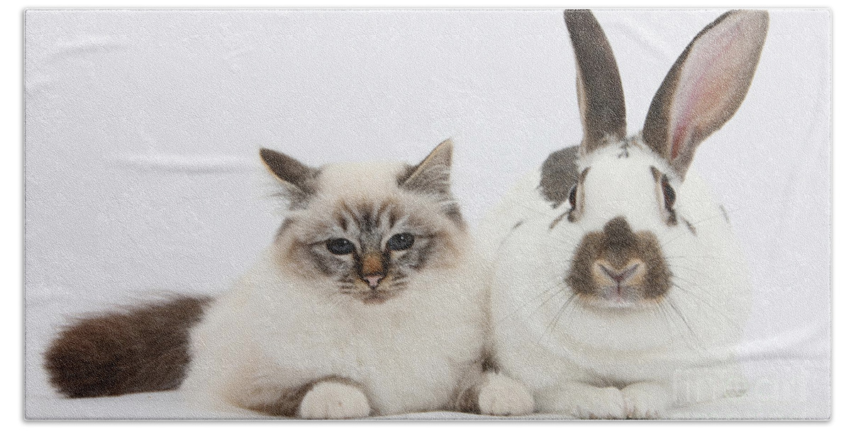 Nature Bath Towel featuring the photograph Tabby-point Birman Cat And Rabbit #6 by Mark Taylor