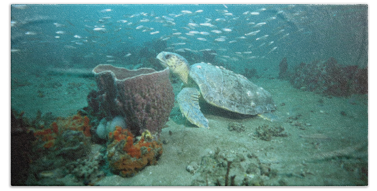 00127407 Bath Towel featuring the photograph Loggerhead Sea Turtle on Reef by Flip Nicklin