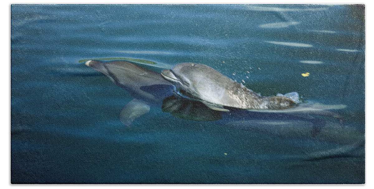 Mp Hand Towel featuring the photograph Bottlenose Dolphin Tursiops Truncatus #7 by Konrad Wothe