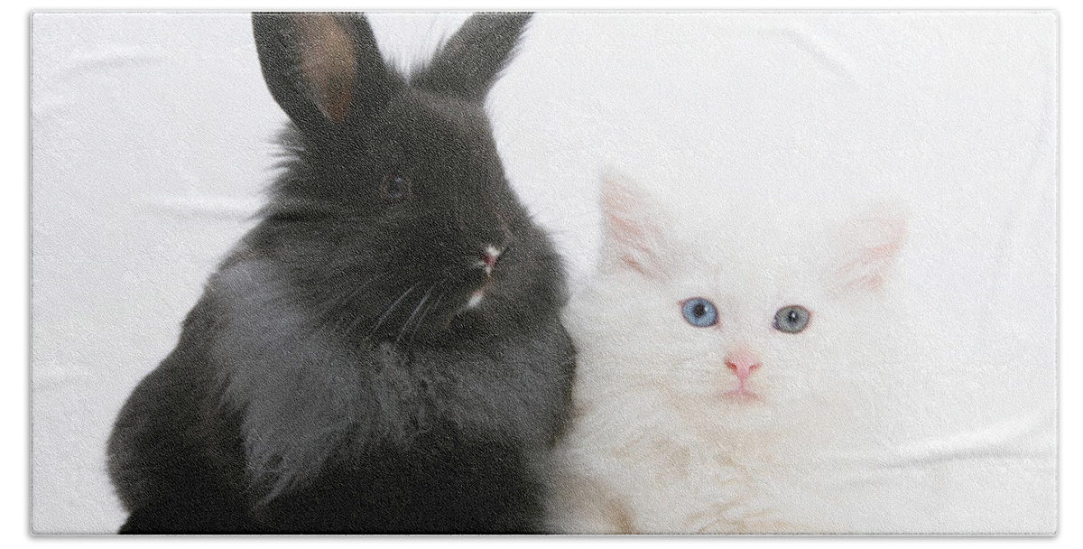 Nature Hand Towel featuring the photograph Kitten And Rabbit #7 by Mark Taylor