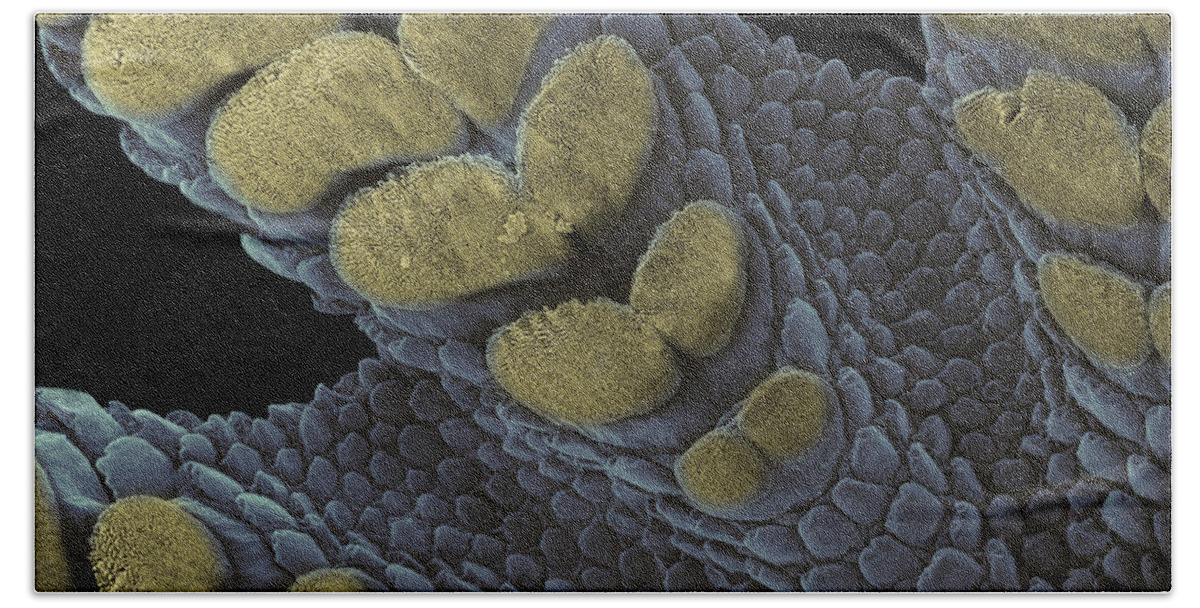 Animal Bath Towel featuring the photograph Gecko Foot Pads #8 by Ted Kinsman
