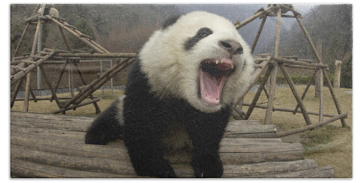 Mp Bath Towel featuring the photograph Giant Panda Ailuropoda Melanoleuca #8 by Katherine Feng