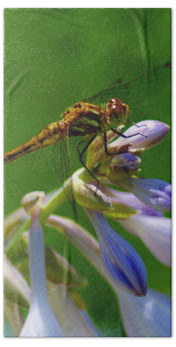 Dragonflies Bath Sheet featuring the photograph A Beauty on a Beauty by Ben Upham III