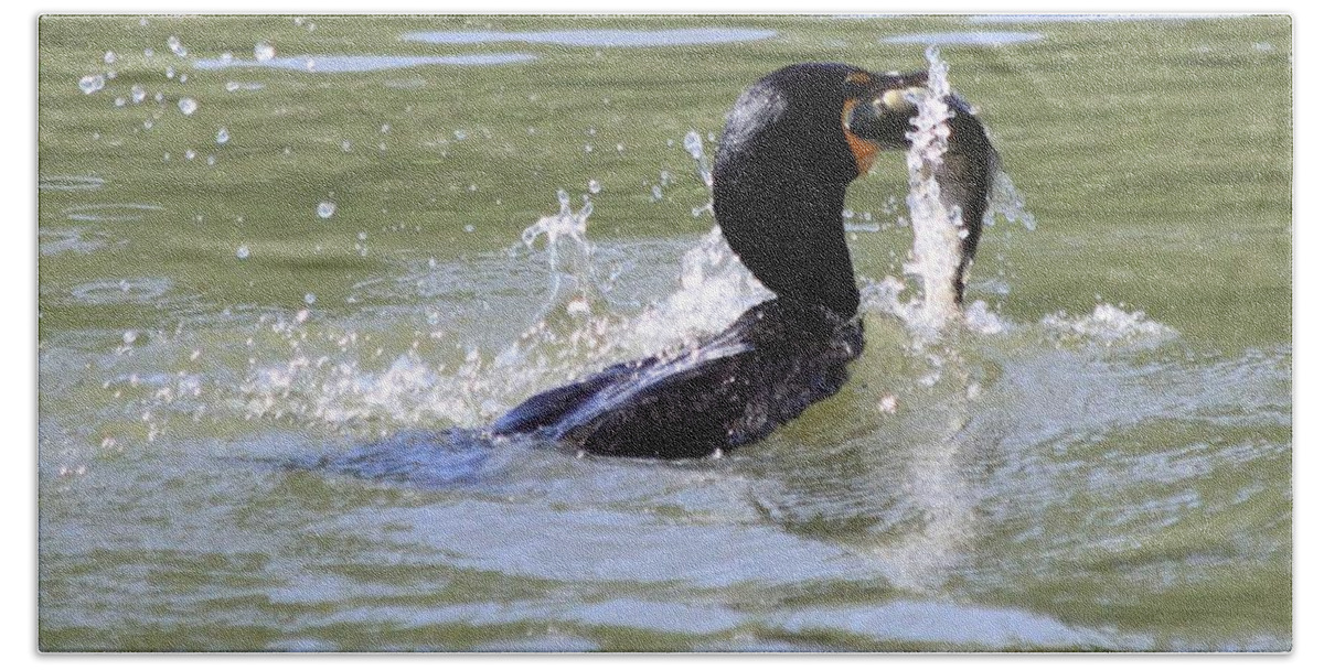 Cormorant Bath Towel featuring the photograph A Fresh Meal by Shane Bechler