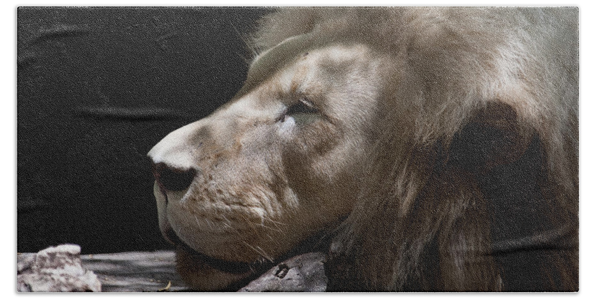 Lion Bath Towel featuring the photograph A Lions Portrait by Ralf Kaiser