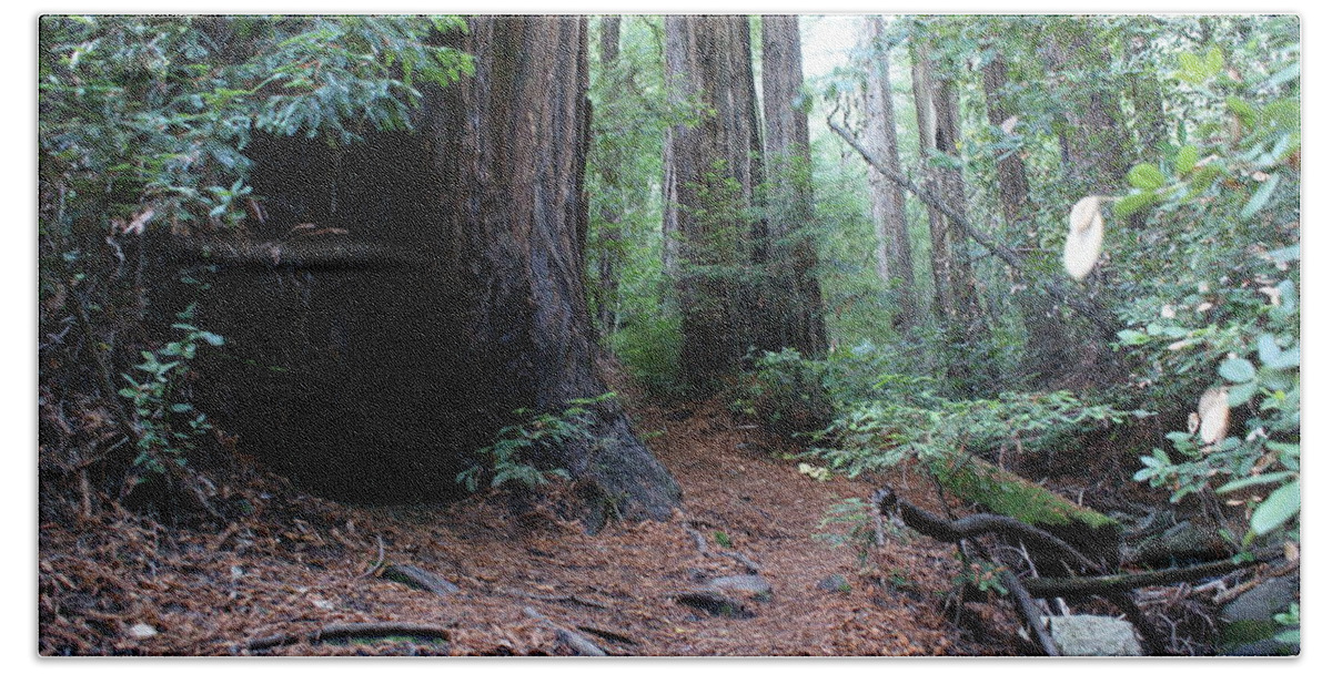 Redwood Trees Bath Towel featuring the photograph A Redwood Forest Trail on Mt Tamalpais by Ben Upham III