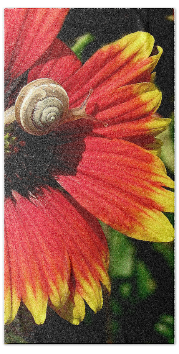 Nature Hand Towel featuring the photograph A Snail's Pace by Peggy Urban