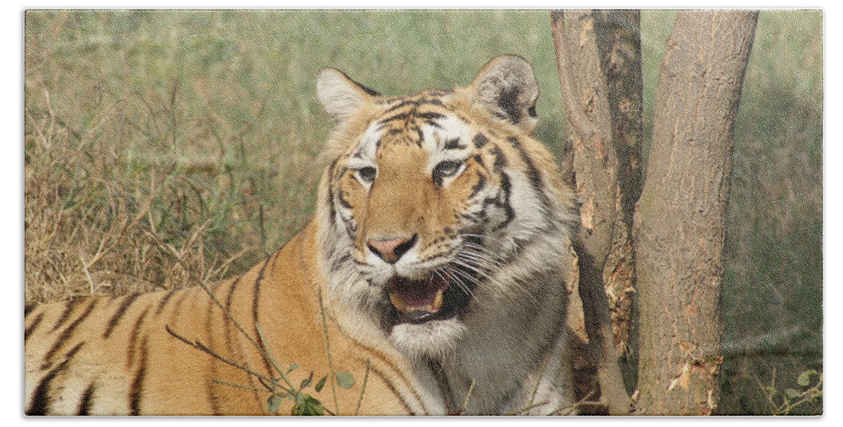 Tiger Hand Towel featuring the photograph A tiger lying casually but fully alert by Ashish Agarwal