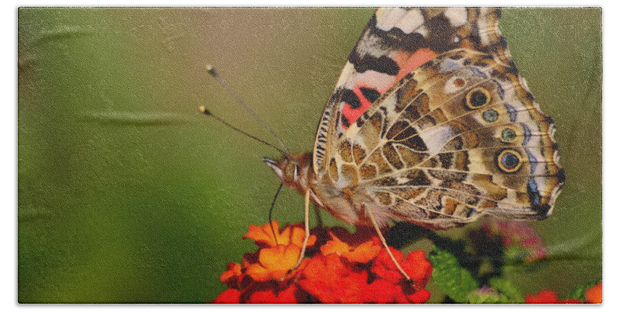 Butterfly Bath Towel featuring the photograph A Wing of Beauty by Lori Tambakis