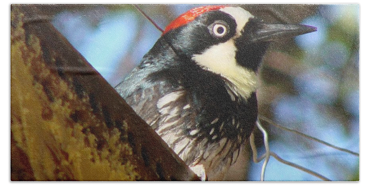 Birds Bath Towel featuring the photograph Acorn Woodpecker by Linda Cox