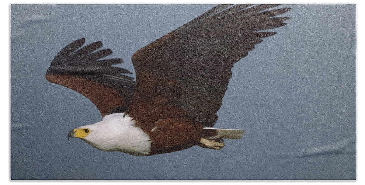Mp Bath Towel featuring the photograph African Fish Eagle Haliaeetus Vocifer by Richard Du Toit