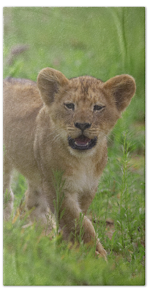 Mp Bath Towel featuring the photograph African Lion Panthera Leo Cub Calling by Zssd
