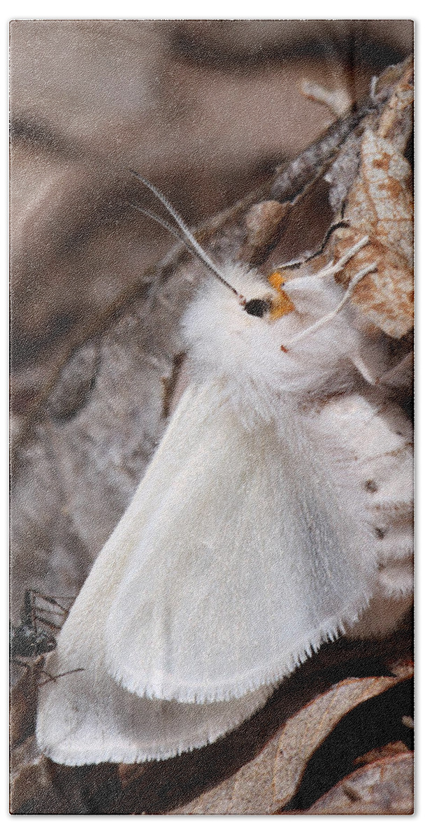 Spilosoma Congrua Bath Towel featuring the photograph Agreeable Tiger Moth With Ant by Daniel Reed