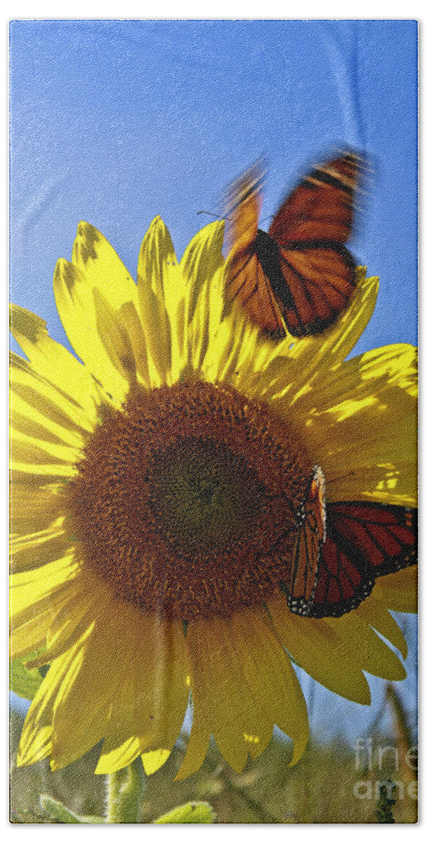 Sunflowers Hand Towel featuring the photograph All a Flutter by Brenda Giasson