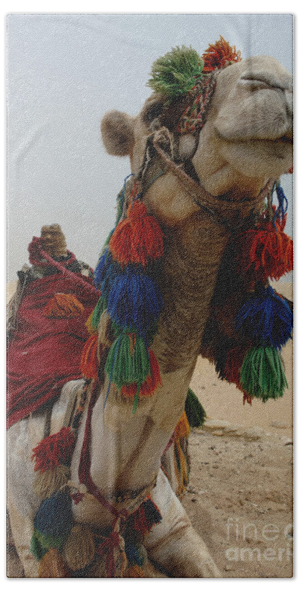 Camel Hand Towel featuring the photograph Camel Fashion by Bob Christopher