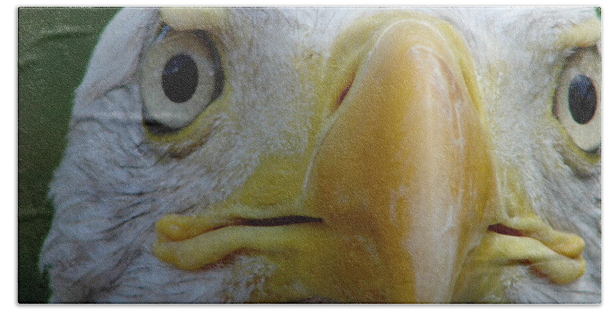 American Bald Eagle Hand Towel featuring the photograph American Bald Eagle by Randy J Heath