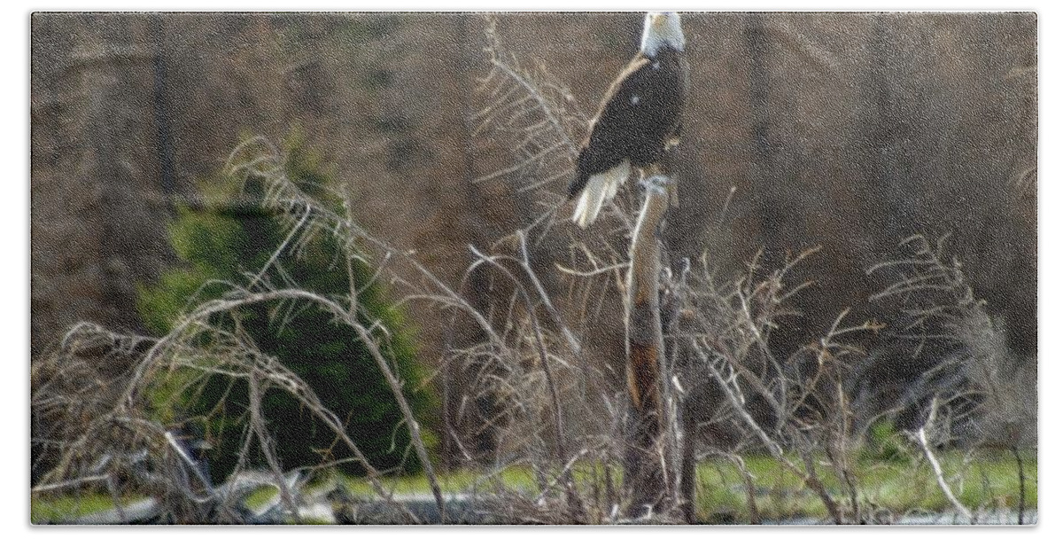 Birds Bath Towel featuring the photograph American Eagle On Snake River by Living Color Photography Lorraine Lynch