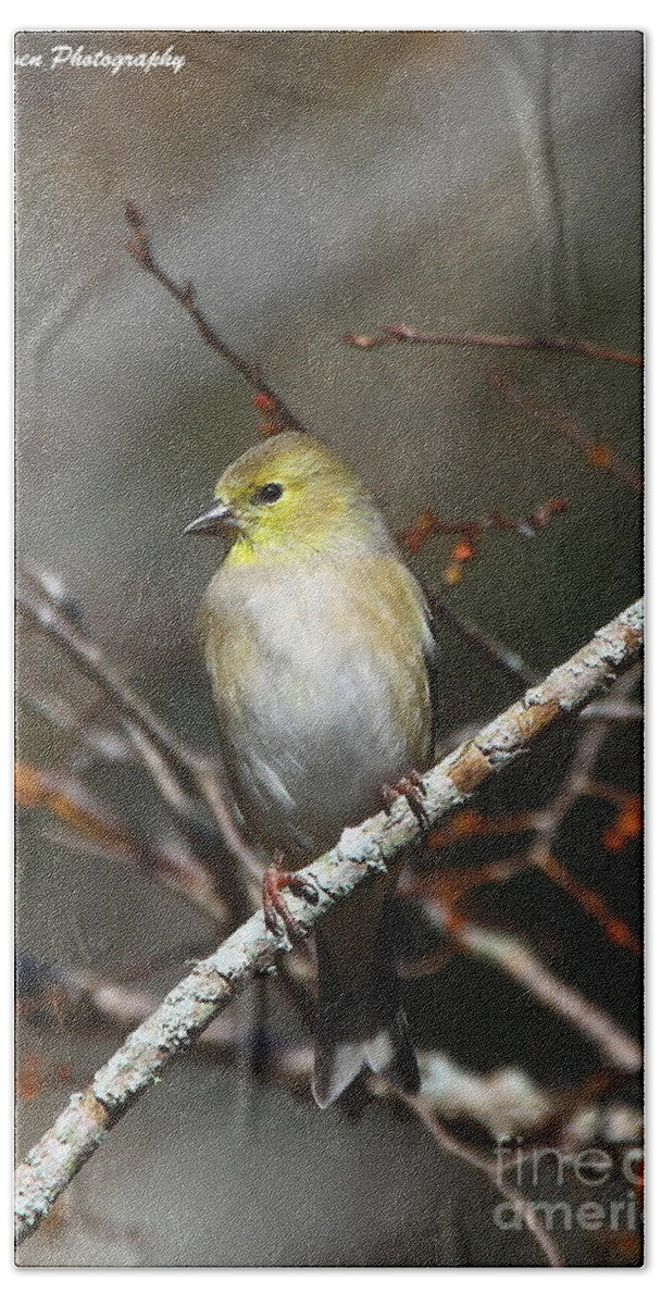 American Gold Finch Bath Towel featuring the photograph American Gold Finch by Barbara Bowen
