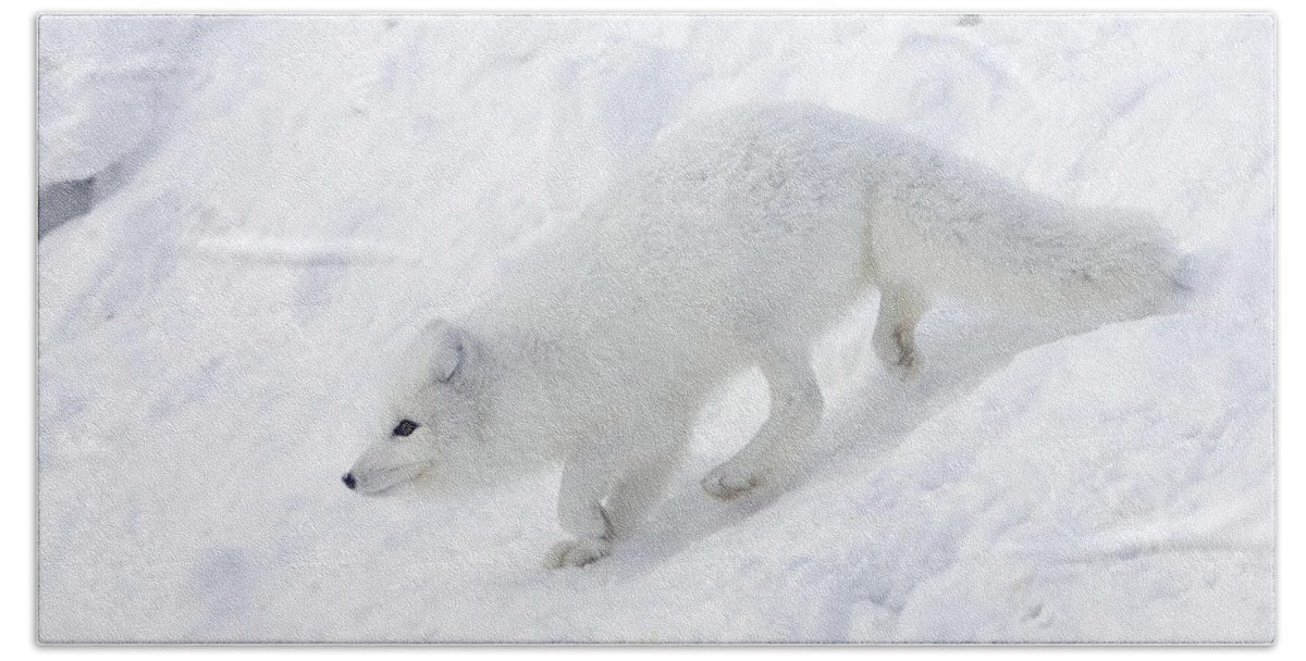 Mp Hand Towel featuring the photograph Arctic Fox Alopex Lagopus On Snow Drift by Matthias Breiter
