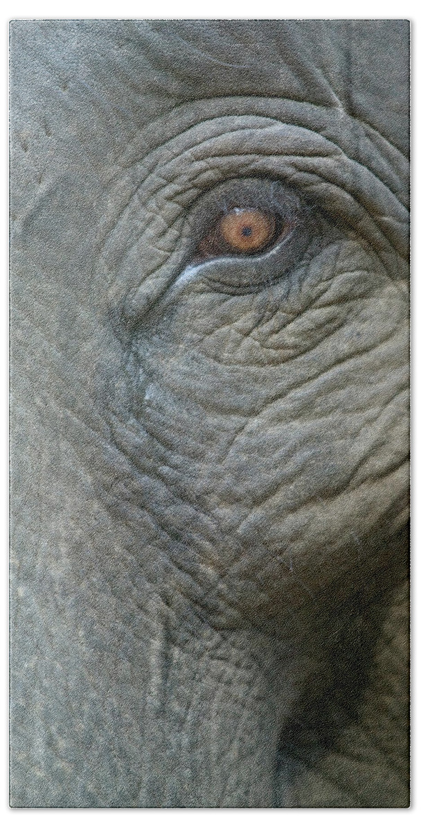 Mp Bath Towel featuring the photograph Asian Elephant Elephas Maximus Eye by Cyril Ruoso