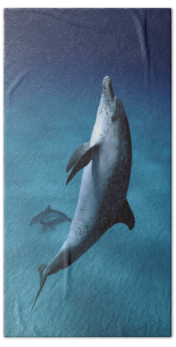 00270050 Bath Towel featuring the photograph Atlantic Spotted Dolphins by Hiroya Minakuchi