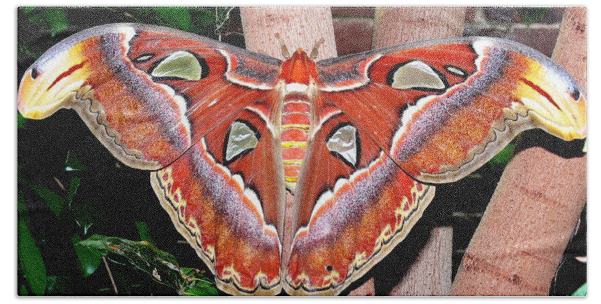Moth Hand Towel featuring the photograph Atlas Moth by Kevin Fortier