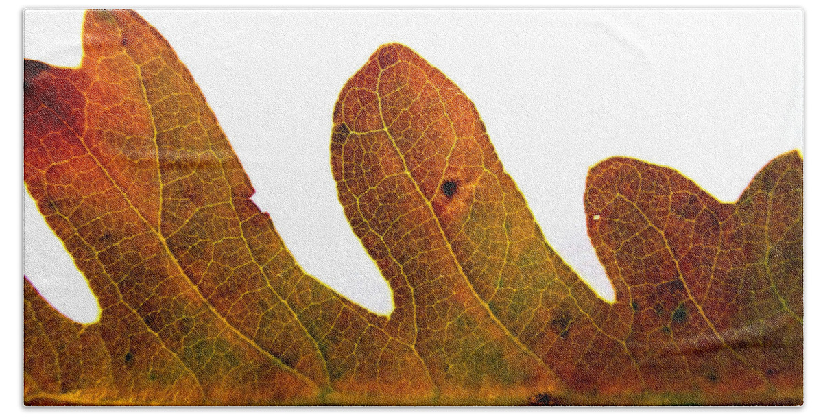 Artoffoxvox Bath Towel featuring the photograph Autumn Leaf Macro Photograph by Kristen Fox