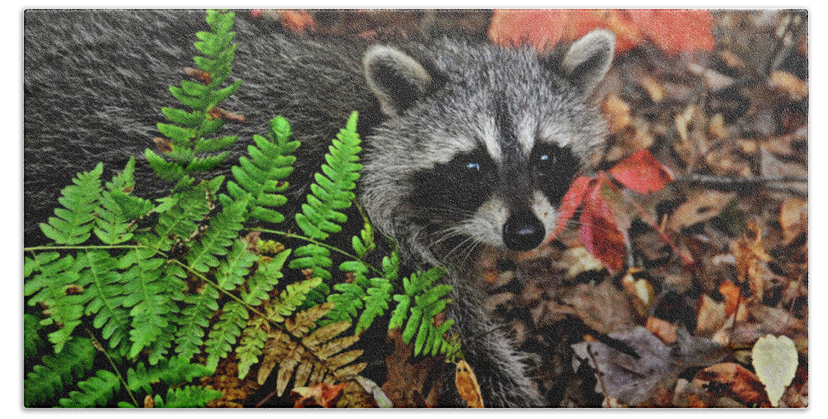 Nature Hand Towel featuring the photograph Autumn Raccoon by Peg Runyan