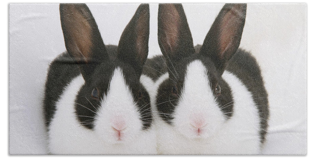 Black-and-white Dutch Rabbit Bath Towel featuring the photograph Baby Black-and-white Dutch Rabbits by Jane Burton