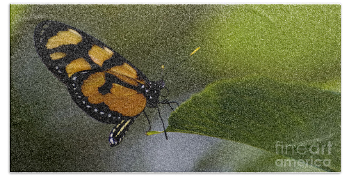 Butterfly Bath Towel featuring the photograph Balancing Act by Heather Applegate
