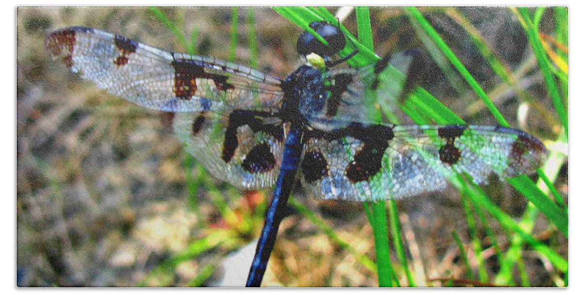 Insect Bath Towel featuring the photograph Banded Pennant Dragonfly by Donna Brown
