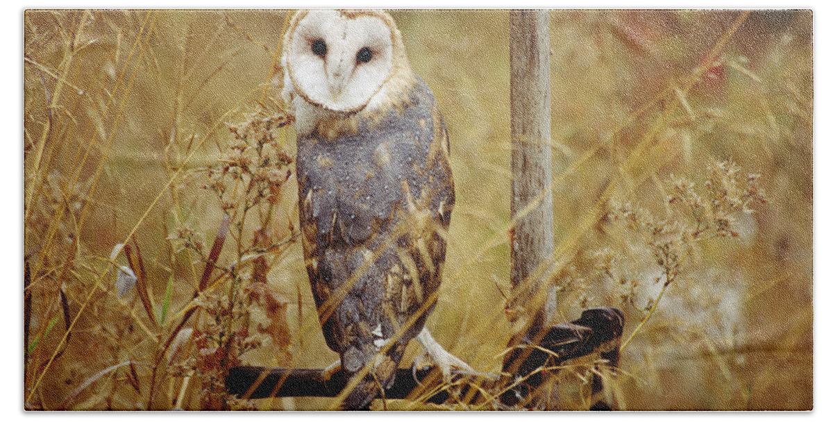 00170456 Bath Towel featuring the photograph Barn Owl Perching Among Dry Grasses by Tim Fitzharris