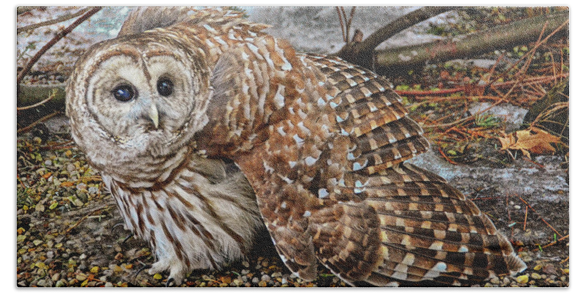 Barred Owl Bath Towel featuring the photograph Barred Owl Warning by Peg Runyan