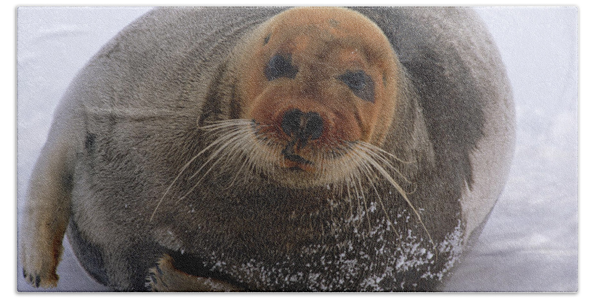 Mp Bath Towel featuring the photograph Bearded Seal Erignathus Barbatus Adult by Flip Nicklin
