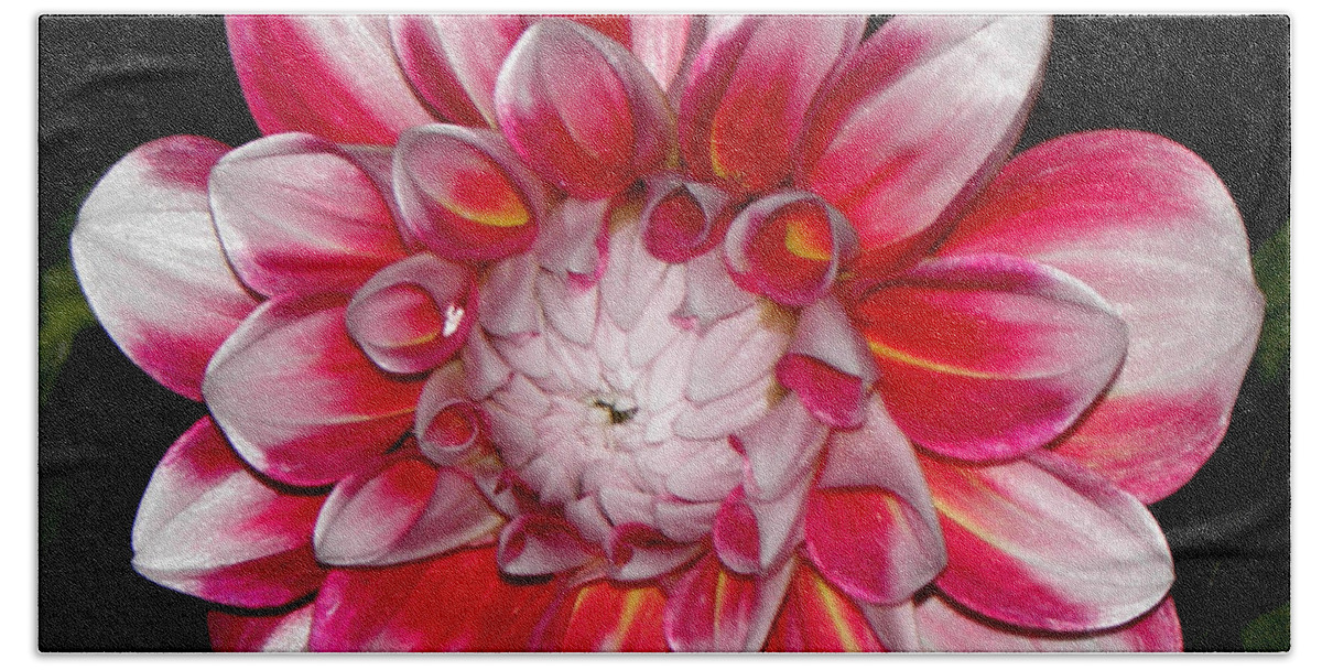 Dahlia Bath Towel featuring the photograph Beauty From Nature by Kim Galluzzo