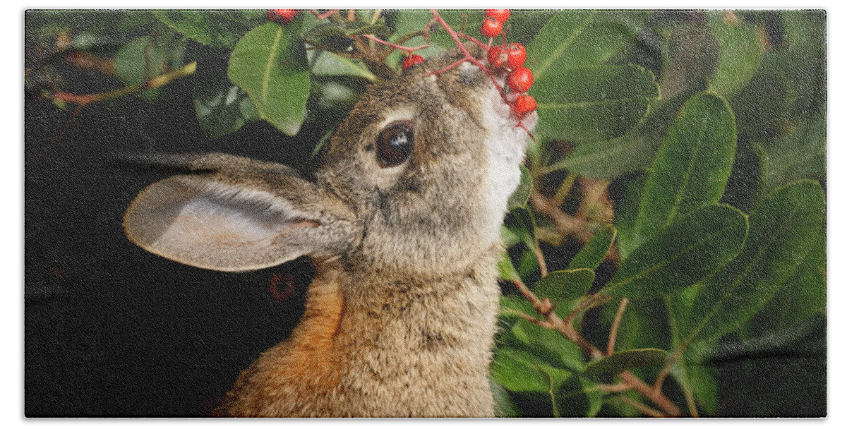 Rabbit Hand Towel featuring the photograph Berry Bunny by Ernest Echols