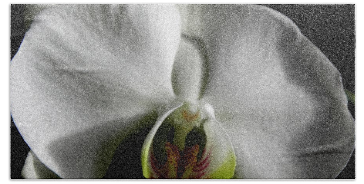 White Bath Towel featuring the photograph Bianco Orchid by Kim Galluzzo